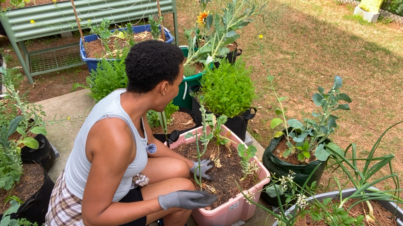 How to Refresh and Reuse Container Garden Soil After Harvesting